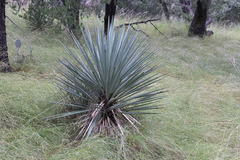 Yucca schottii