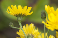 Hieracium sabaudum