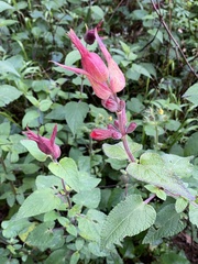 Salvia fulgens
