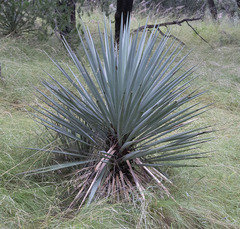 Yucca schottii