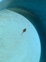 Duttaphrynus melanostictus