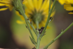 Hieracium sabaudum