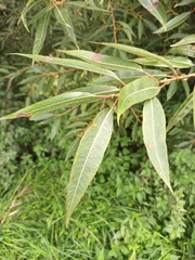 Salix euxina