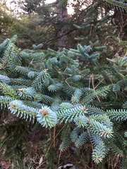 Abies pinsapo