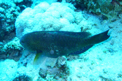 Calotomus viridescens