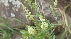 Reseda luteola