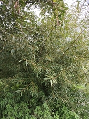 Salix euxina