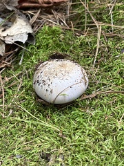 Lactifluus deceptivus