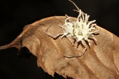 Gibellula