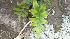 Polypodium macaronesicum azoricum