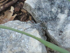 Pardosa mercurialis