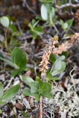 Salix arctica