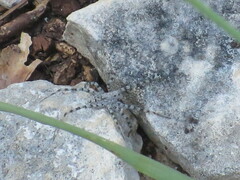 Pardosa mercurialis