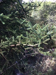 Abies pinsapo