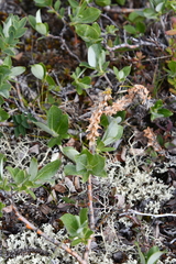 Salix arctica