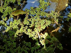Azolla