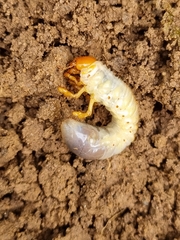 Melolontha melolontha