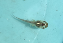 Microhyla heymonsi
