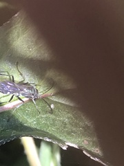 Auplopus carbonarius