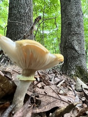 Armillaria