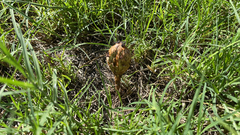 Podaxis pistillaris