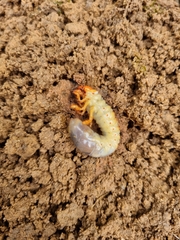 Melolontha melolontha