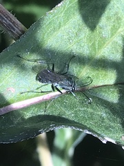 Auplopus carbonarius