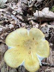 Armillaria