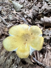 Armillaria