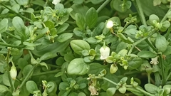 Salpichroa origanifolia