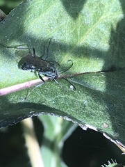 Auplopus carbonarius