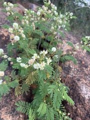 Mimosa aculeaticarpa
