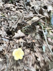 Armillaria