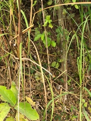 Dendrelaphis pictus