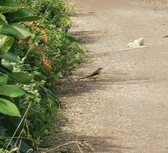 Motacilla cinerea patriciae