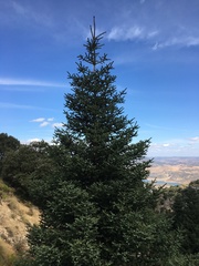 Abies pinsapo