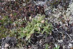 Geum glaciale