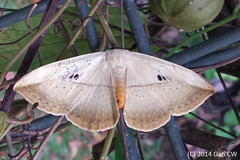 Hypopyra vespertilio