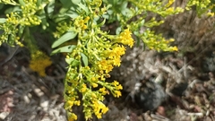 Solidago azorica