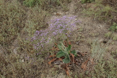 Limonium meyeri