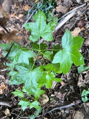 Liquidambar styraciflua