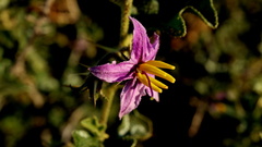Solanum humile