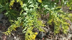 Solidago azorica