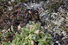 Geum glaciale