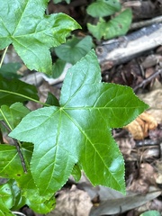 Liquidambar styraciflua