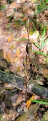 Tipularia discolor