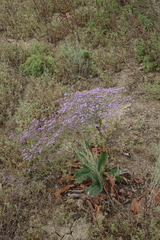 Limonium meyeri