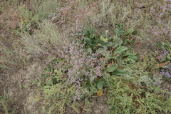 Limonium meyeri
