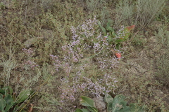 Limonium meyeri