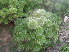 Aeonium balsamiferum image